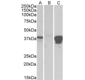 Western Blot - Anti-BOB1 Antibody (A84807) - Antibodies.com