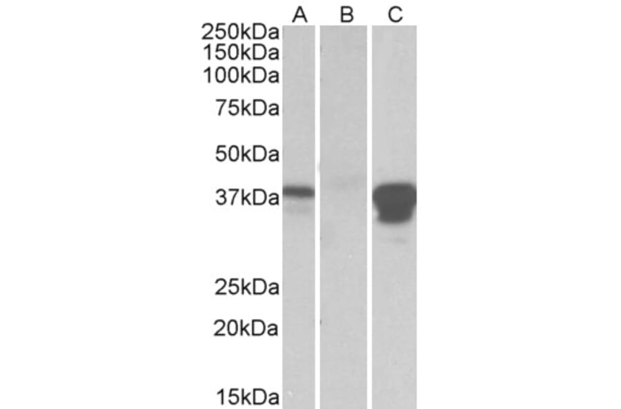 Western Blot - Anti-BOB1 Antibody (A84807) - Antibodies.com