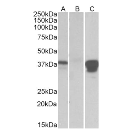 Western Blot - Anti-BOB1 Antibody (A84807) - Antibodies.com