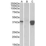 Western Blot - Anti-BOB1 Antibody (A84807) - Antibodies.com