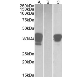 Western Blot - Anti-POU2AF1 Antibody (A84808) - Antibodies.com