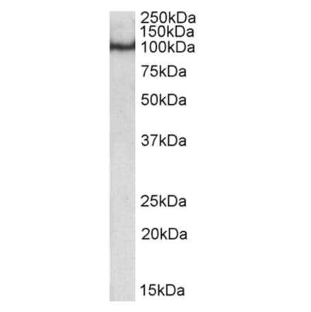 Western Blot - Anti-Oct-1 Antibody (A84809) - Antibodies.com