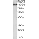 Western Blot - Anti-Oct-1 Antibody (A84809) - Antibodies.com
