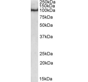 Western Blot - Anti-POU2F1 Antibody (A84809) - Antibodies.com