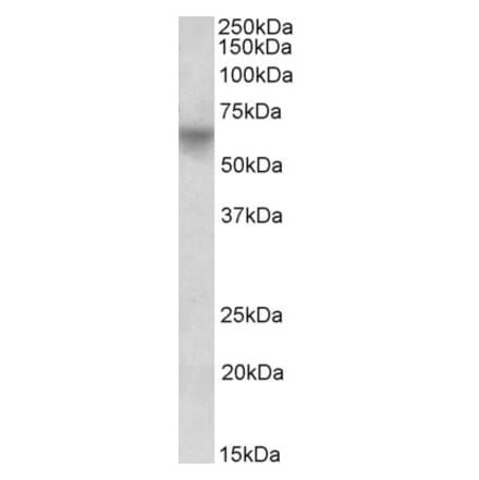 Western Blot - Anti-Oct-2 Antibody (A84810) - Antibodies.com