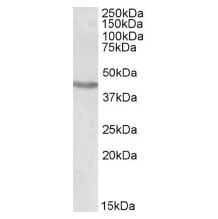 Western Blot - Anti-Brn-2 Antibody (A84813) - Antibodies.com