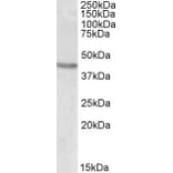 Western Blot - Anti-Brn-2 Antibody (A84813) - Antibodies.com