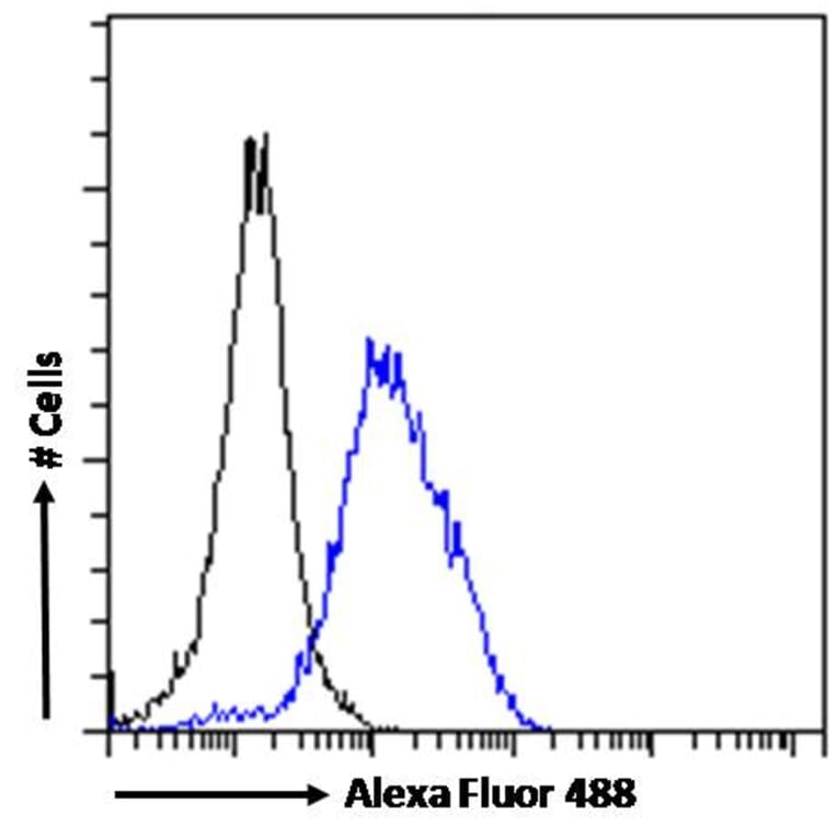 Flow Cytometry - Anti-POU3F3 Antibody (A84814) - Antibodies.com