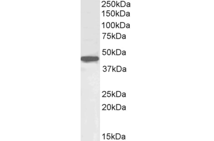 Western Blot - Anti-Oct4 Antibody (A84815) - Antibodies.com
