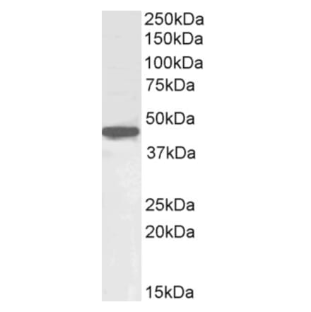 Western Blot - Anti-Oct4 Antibody (A84815) - Antibodies.com