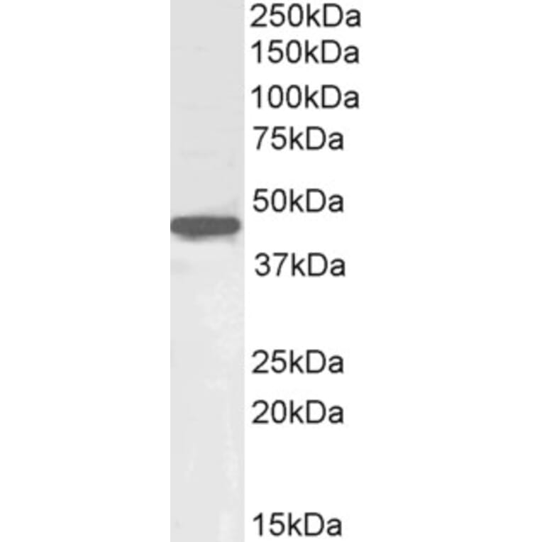 Western Blot - Anti-Oct4 Antibody (A84815) - Antibodies.com