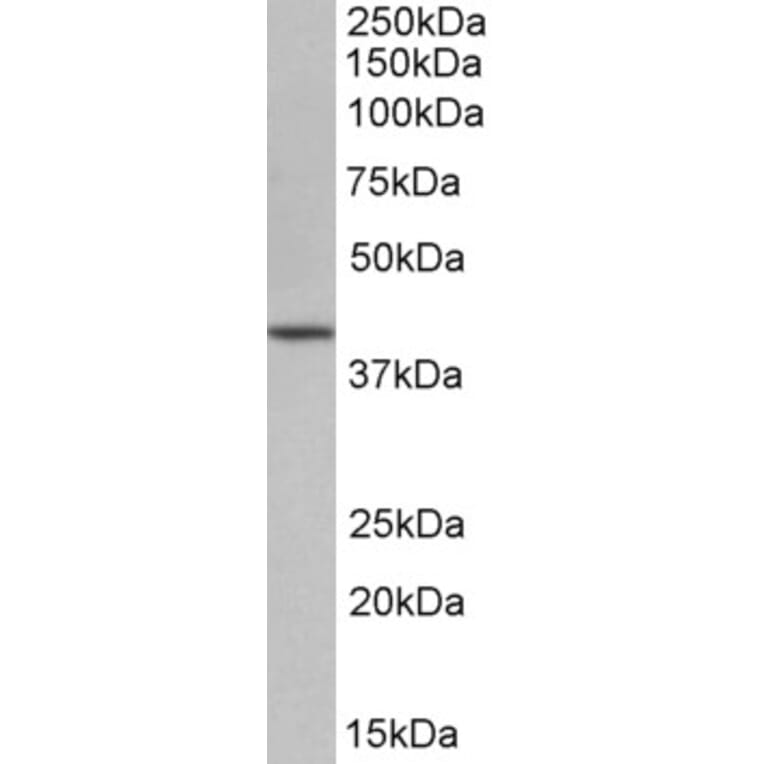 Western Blot - Anti-Oct4 Antibody (A84815) - Antibodies.com