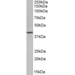 Western Blot - Anti-Oct4 Antibody (A84815) - Antibodies.com