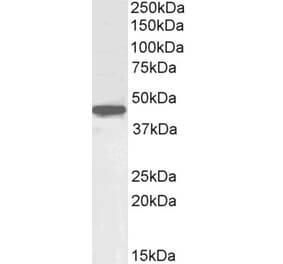Western Blot - Anti-POU5F1 Antibody (A84815) - Antibodies.com