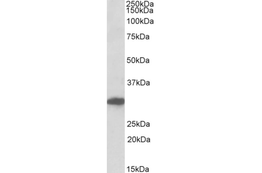 Western Blot - Anti-POU6F1 Antibody (A84816) - Antibodies.com