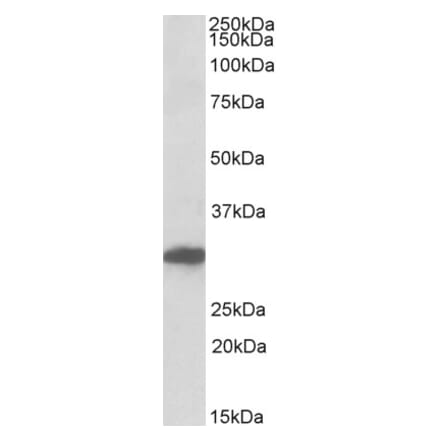 Western Blot - Anti-POU6F1 Antibody (A84816) - Antibodies.com