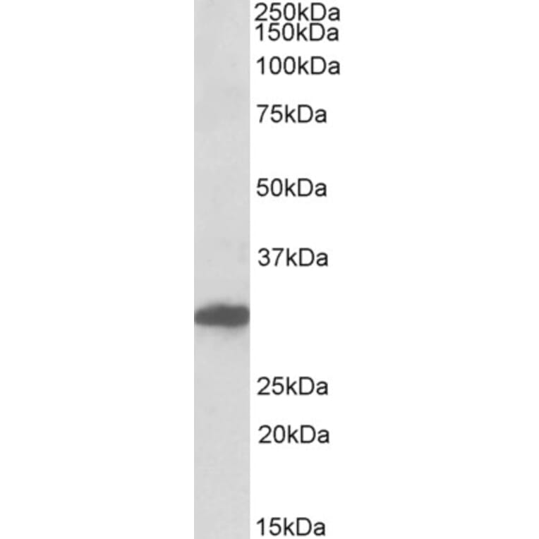 Western Blot - Anti-POU6F1 Antibody (A84816) - Antibodies.com