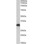 Western Blot - Anti-POU6F1 Antibody (A84816) - Antibodies.com