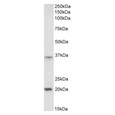 Western Blot - Anti-HOXA9 Antibody (A84818) - Antibodies.com