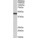 Western Blot - Anti-PBX1/PRL Antibody (A84820) - Antibodies.com