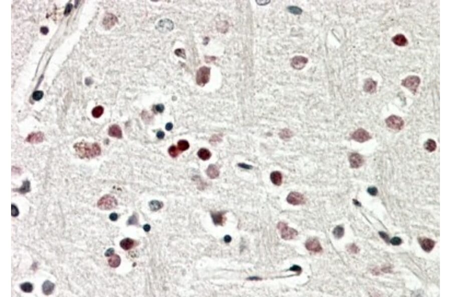 Immunohistochemistry - Anti-SOX3 Antibody (A84821) - Antibodies.com