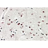 Immunohistochemistry - Anti-SOX3 Antibody (A84821) - Antibodies.com