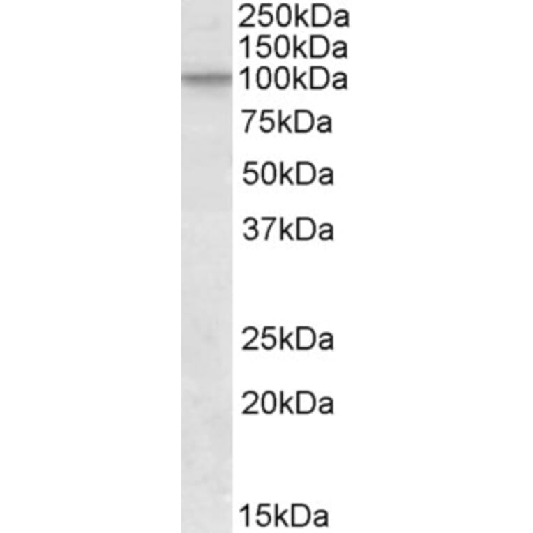 Western Blot - Anti-Cullin 2/CUL-2 Antibody (A84822) - Antibodies.com