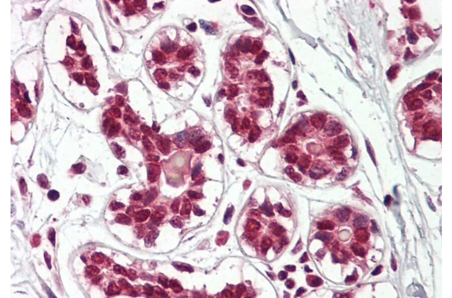 Immunohistochemistry - Anti-Cullin 2/CUL-2 Antibody (A84822) - Antibodies.com