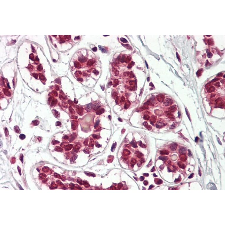 Immunohistochemistry - Anti-Cullin 2/CUL-2 Antibody (A84822) - Antibodies.com