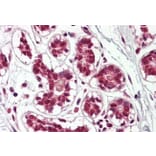 Immunohistochemistry - Anti-Cullin 2/CUL-2 Antibody (A84822) - Antibodies.com