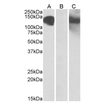 Western Blot - Anti-OB Cadherin Antibody (A84823) - Antibodies.com