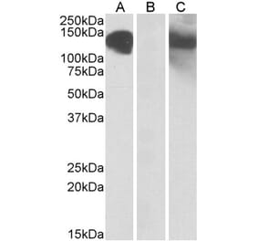 Western Blot - Anti-CDH11 Antibody (A84823) - Antibodies.com