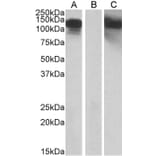 Western Blot - Anti-OB Cadherin Antibody (A84824) - Antibodies.com