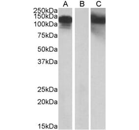 Western Blot - Anti-CDH11 Antibody (A84824) - Antibodies.com