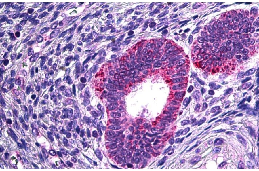 Immunohistochemistry - Anti-Cytosolic Phospholipase A2 Antibody (A84828) - Antibodies.com