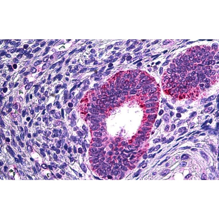 Immunohistochemistry - Anti-Cytosolic Phospholipase A2 Antibody (A84828) - Antibodies.com