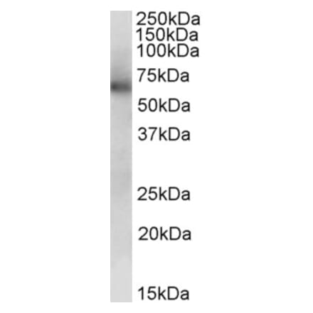 Western Blot - Anti-ALDH1B1 Antibody (A84829) - Antibodies.com