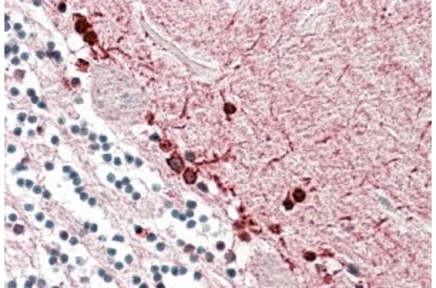 Immunohistochemistry - Anti-ALDH9A1 Antibody (A84830) - Antibodies.com