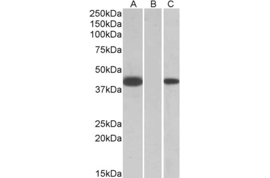 Western Blot - Anti-FANCF Antibody (A84832) - Antibodies.com