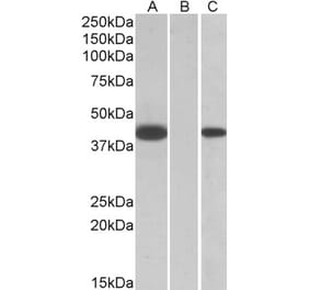 Western Blot - Anti-FANCF Antibody (A84832) - Antibodies.com