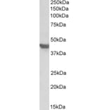 Western Blot - Anti-Glucose Transporter GLUT4 Antibody (A84834) - Antibodies.com