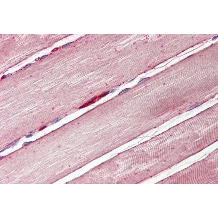 Immunohistochemistry - Anti-Glucose Transporter GLUT4 Antibody (A84834) - Antibodies.com