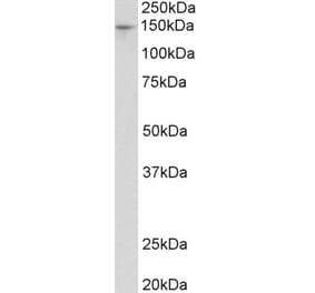 Western Blot - Anti-PEX1 Antibody (A84835) - Antibodies.com