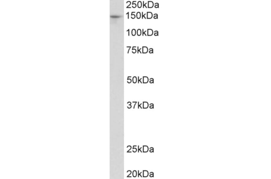 Western Blot - Anti-PEX1 Antibody (A84835) - Antibodies.com