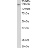 Western Blot - Anti-PEX1 Antibody (A84835) - Antibodies.com