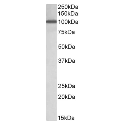 Western Blot - Anti-Nup107 Antibody (A84836) - Antibodies.com