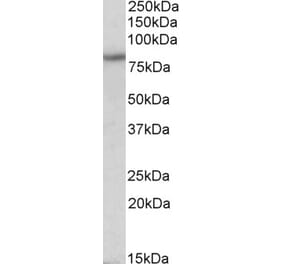 Western Blot - Anti-HCN3 Antibody (A84838) - Antibodies.com