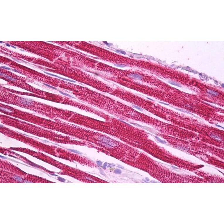 Immunohistochemistry - Anti-NDUFS1 Antibody (A84841) - Antibodies.com