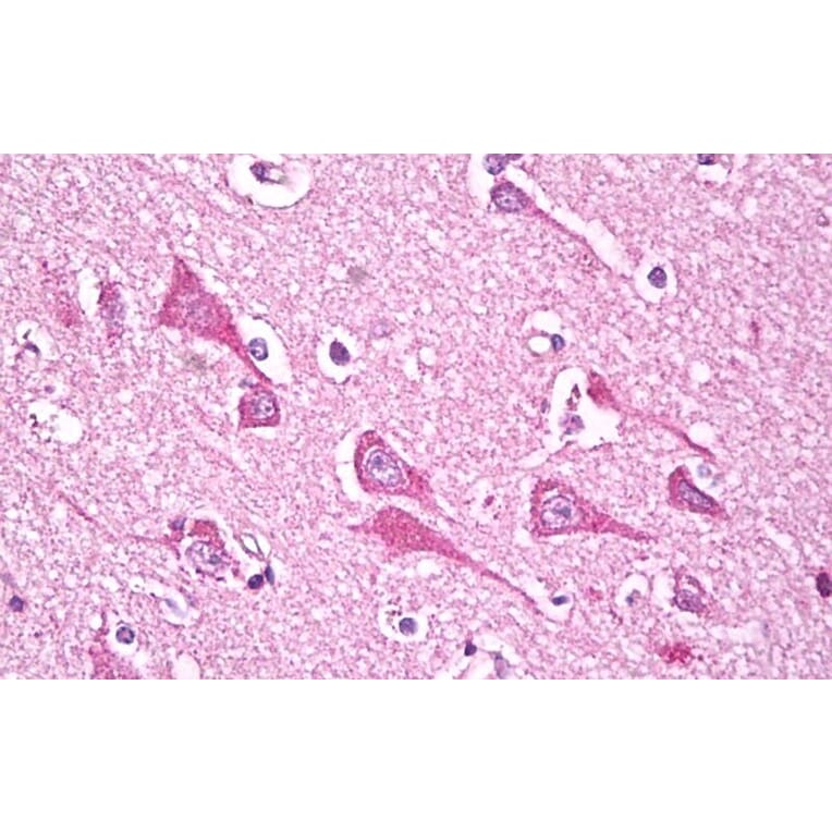 Immunohistochemistry - Anti-NDUFS7 Antibody (A84842) - Antibodies.com