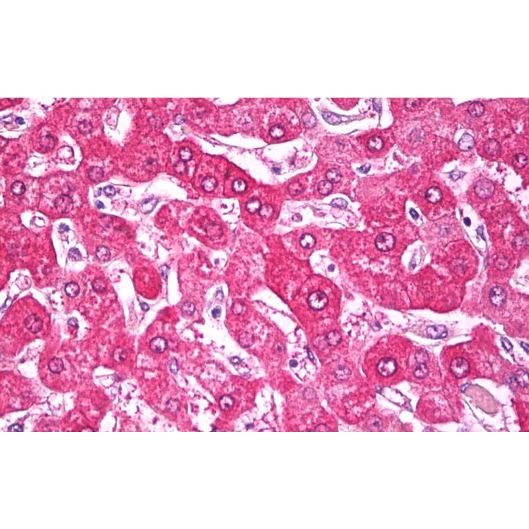 Immunohistochemistry - Anti-NDUFS7 Antibody (A84842) - Antibodies.com